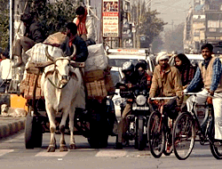 Delhi Traffic with Cow / Making Light Bulbs